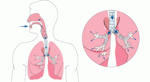 What happens during normal breathing